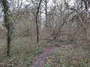 Forêt de Sénart secteur 146
